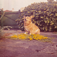 Corgi resting in a garden surrounded by flowers