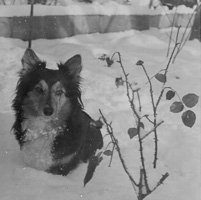 Dog playing in snowy garden during winter months