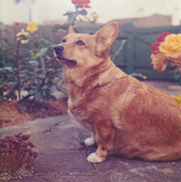 Corgi relaxing in a flower garden setting