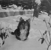 Dog playing in the snow on a winter day