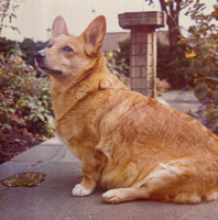 Lovely corgi sitting in a garden space