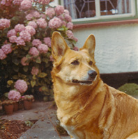 Corgi enjoying a sunny day near blooming flowers