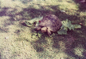 Tortoise enjoying fresh greens in a sunny garden