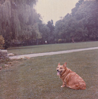 Corgi relaxing in a lush park on a sunny day