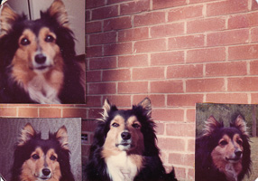 Vintage dog portraits in warm tones