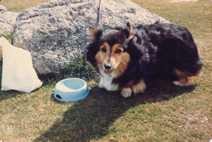 Corgi enjoying a sunny day by a rock