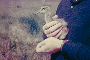 Holding a young bird in a grassy field