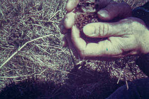 Person holding a small animal in a grassy field