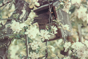 Birdhouse surrounded by blooming flowers in spring