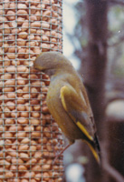 Bird feeding on peanuts at a garden feeder