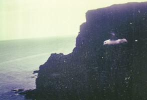 Seagull gliding over rocky coastal cliffs