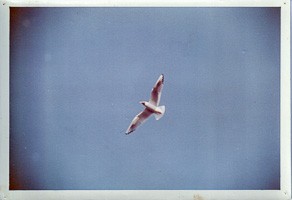 Seagull soaring across clear blue sky in daylight