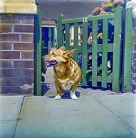 Corgi standing at garden gate on sunny day
