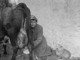 Woman milking a cow in rural setting