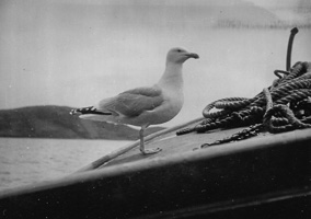 Seagull perched on a boat in a serene landscape