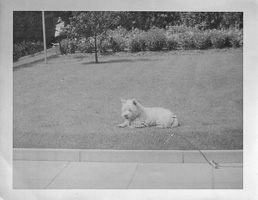 Playful dog enjoying a sunny afternoon in the yard