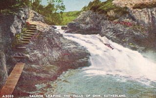 Salmon leap at the Falls of Shin