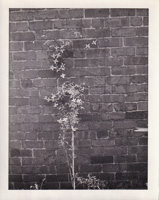 Vines climbing a weathered brick wall in sunlight