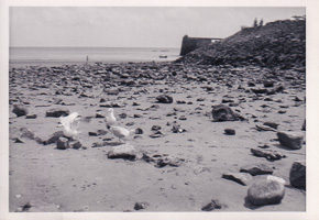 Seagulls exploring a rocky shore on a sunny day