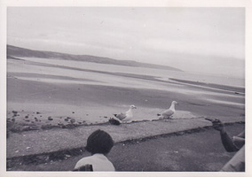 Seagulls gather along the tranquil shoreline