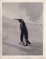 Penguin standing by the water in a serene setting