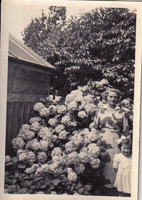 Woman and girl by spring hydrangeas
