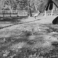Squirrel scurrying through the autumn leaves