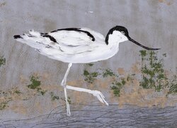Avocet