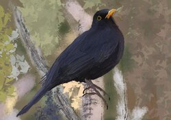 Blackbird