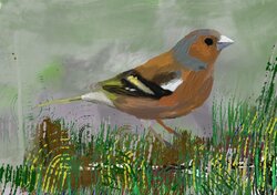 Chaffinch