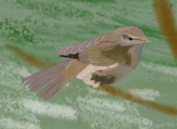 Chiffchaff