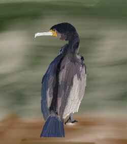 Cormorant