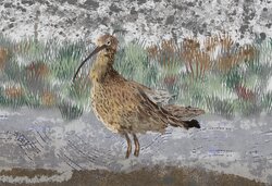 Curlew