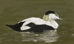 Eider