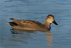 Gadwall