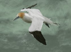 Gannet