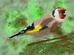 Goldfinch