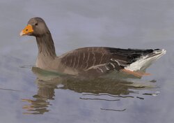 Greylag