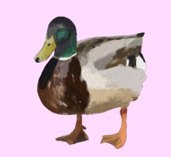 Mallard-pink