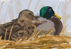 Mallard