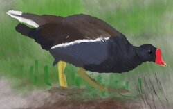 Moorhen