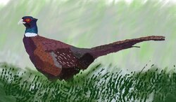 Pheasant
