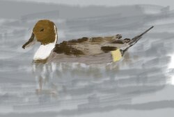 Pintail