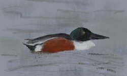 Shoveler