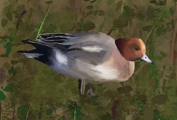 Wigeon