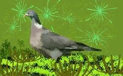 Woodpigeon